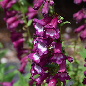Arabesque Violet, Penstemon Seeds